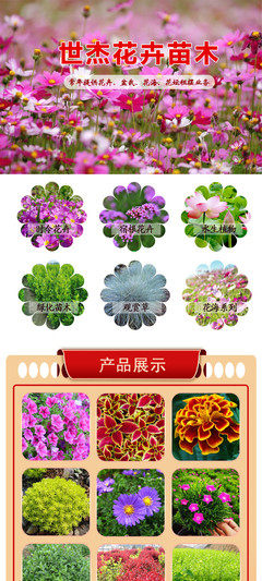 國慶菊選購指南 花卉租擺首選，優質供應商與價格解析