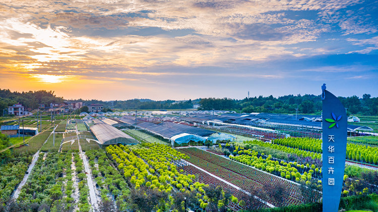 大足兩會特別報道丨花卉 2022年精美的'時刻'會說話