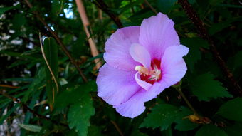 花語世界 花卉的文化意蘊與生活美學(xué)