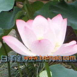 河北荷花苗優惠出售——品質優良，價格親民