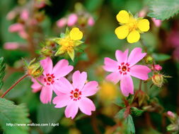 花卉攝影壁紙 一花一世界，捕捉自然的詩意瞬間