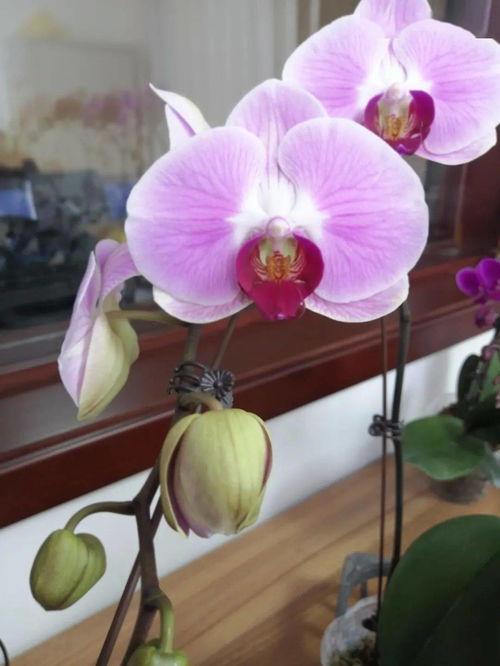 和潤農業 精品花卉與蔬菜火熱上市，點亮您的生活與餐桌